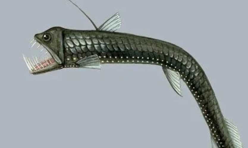 The Viperfish: Sinister Predator of the Deep Sea Abyss
