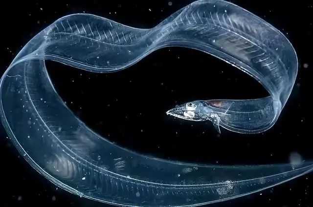 The Enigmatic Journey of the Leaf-like Eel Larvae: Nature's Translucent Travelers