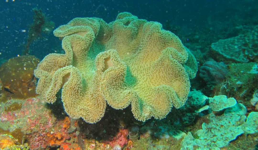Sarcophyton: The Captivating Leather Mushroom Coral of the Reefs