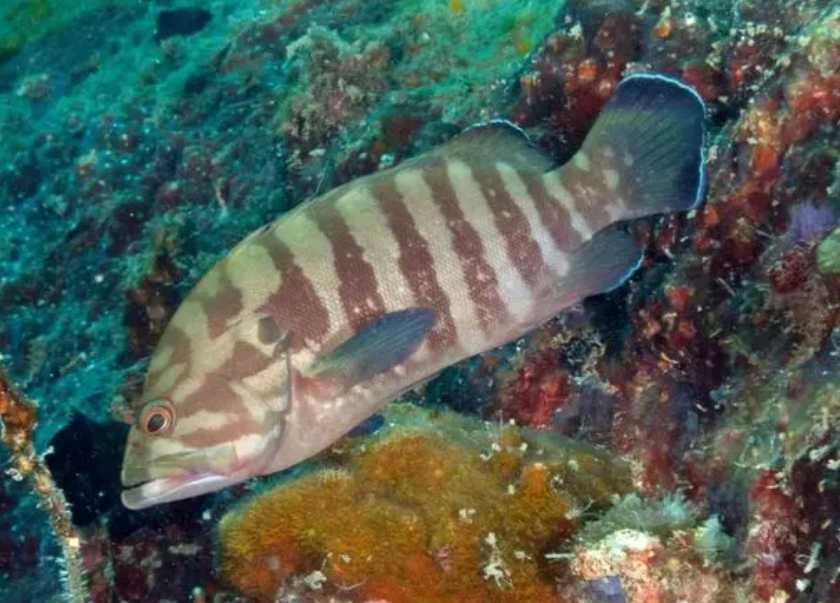 Cephalopholis boenak: The Elusive Striped Beauty of Tropical Reefs