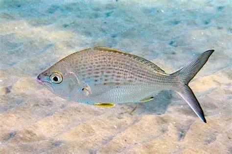 Gerres longirostris: The Long-Snouted Mojarra of Tropical Shores