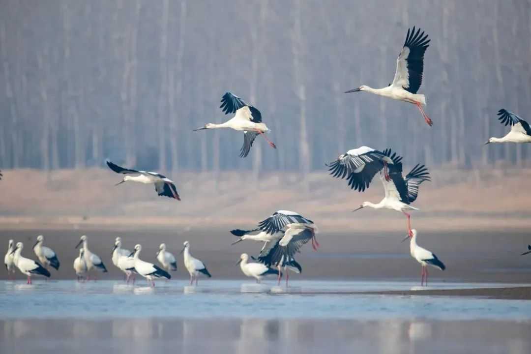 Wading Birds: Elegant Residents of Shallow Water Habitats