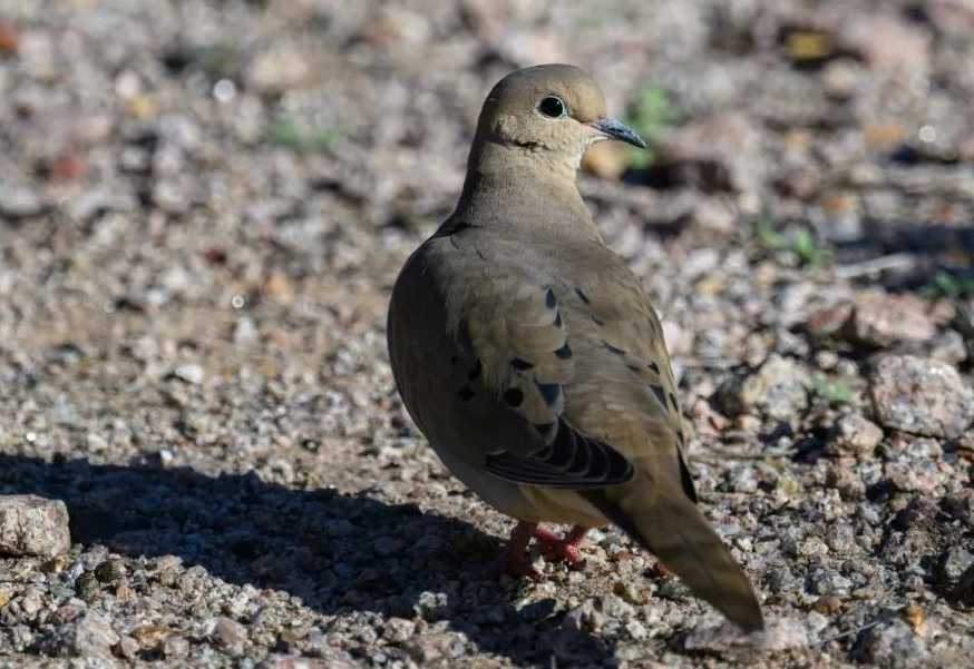 The Graceful Mourning Dove: A Common Sight in the Americas