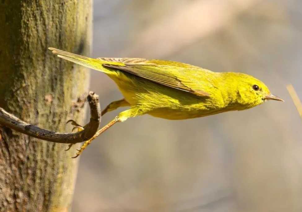 Orange - Crowned Warbler: A Colorful Avian Wonder