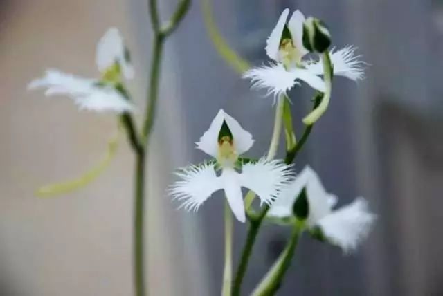 The Ethereal Egret Flower: Nature's Graceful Avian - Inspired Bloom