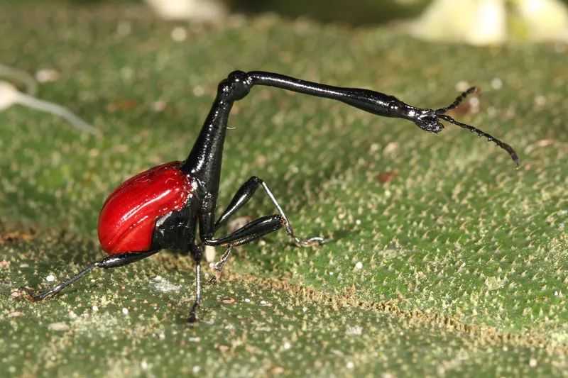 Weevils: Tiny Architects of the Insect World with a Probing Passion
