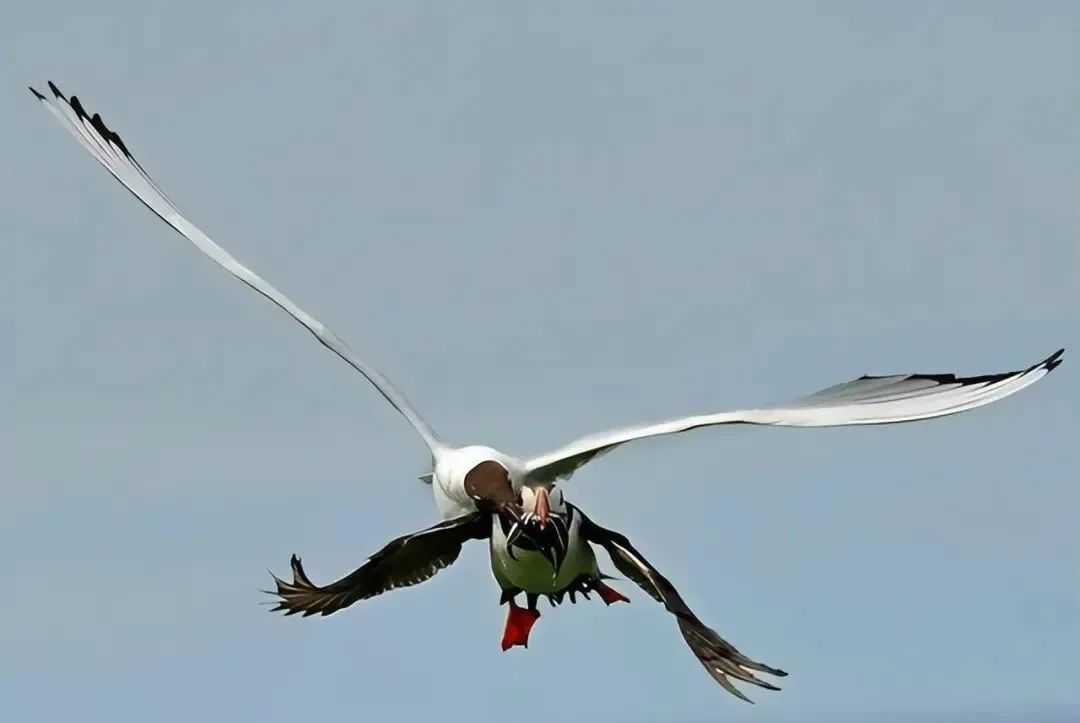Bold Black-Headed Gull Steals Food Directly from Puffin's Beak