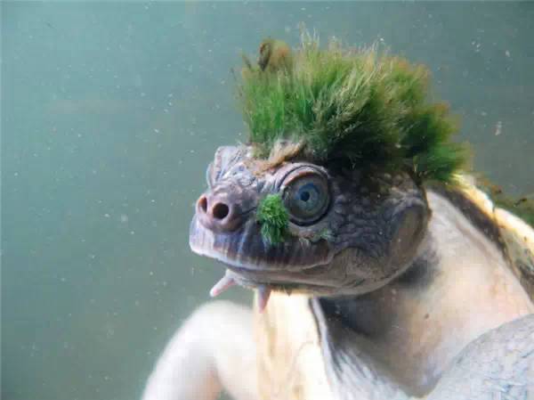 The Punk - Headed Mary River Turtle: A Unique and Endangered Species